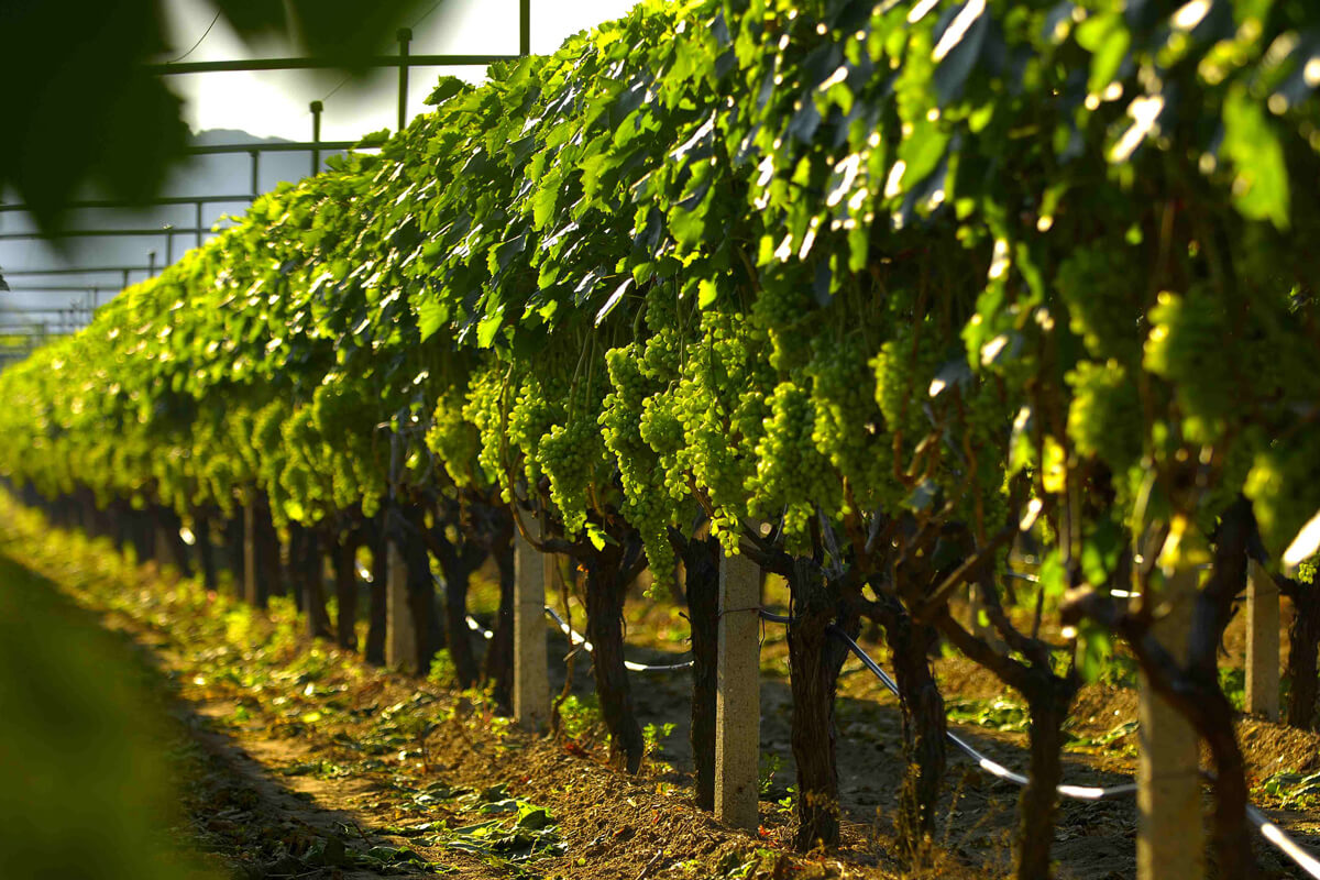 Vineyards - Photo by Artware
