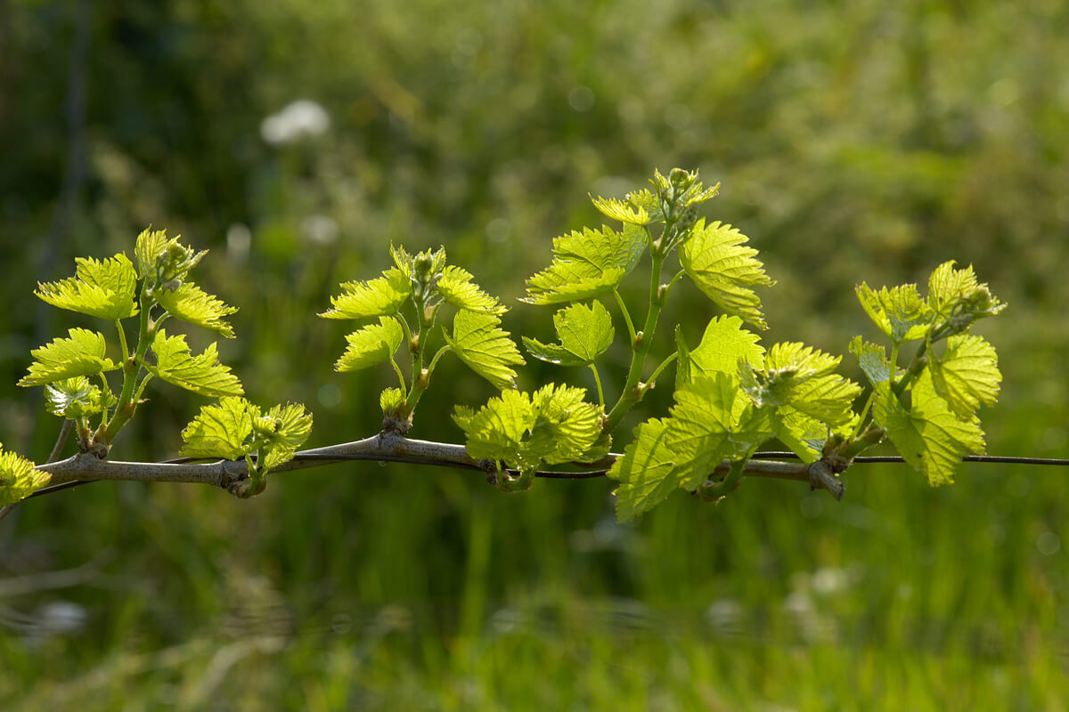 Vineyards - Photo by Artware